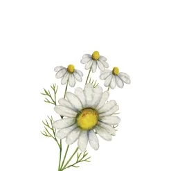 TrueBlue Super Easy Ear Wipes -Pet Dog Supplies Chamomile Conditioning Shampoo 720d8dc4 c20e 4b0c a7db a78c51180ec8