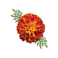 TrueBlue Super Easy Ear Wipes -Pet Dog Supplies Marigold Easy Ear Wipes