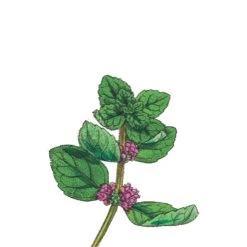 TrueBlue Fast & Fresh Dental Swipes -Pet Dog Supplies Mint Dental Wipes