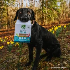 Only Natural Pet EasyDefense Flea & Tick Dog Collar Multi Pack -Pet Dog Supplies ONPEasyDefenseNon ToxicFlea TickCollarforDogsLifestyle 670f18ec d0d5 4a3a 984a 7703330ade9e