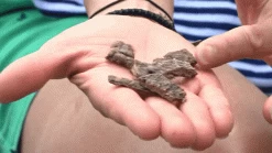 Only Natural Pet MaxMeat Lamb & Whitefish With Pumpkin Recipe Air-Dried Dog Food Topper -Pet Dog Supplies OnlyNaturalPetGrain FreeMaxMeatAirDriedRealMeatDogFood low 1 ccff96b9 d163 4f8e aea3 2e5841bd7c43