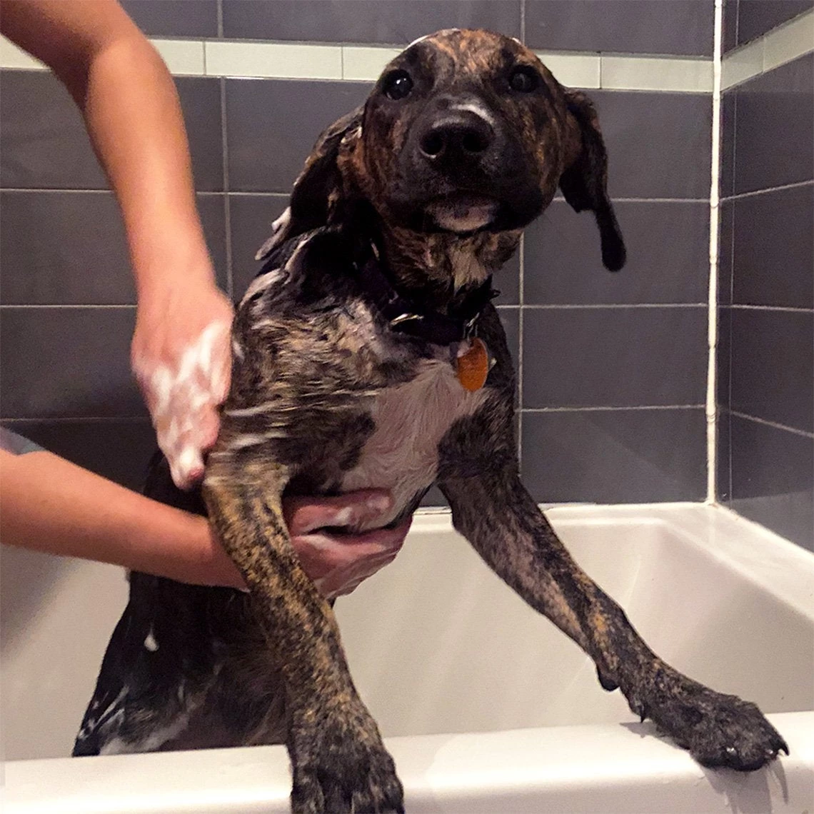 PetAlive Cushex Drops M Homeopathic Remedy For Cushing's 14 PetAlive Cushex Drops M Homeopathic Remedy For Cushing's - Image 14