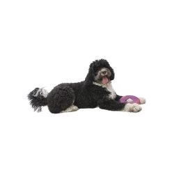 West Paw BPA-Free Sailz Float Toy For Dogs -Pet Dog Supplies WestPaw Sailz Hibiscus Dog